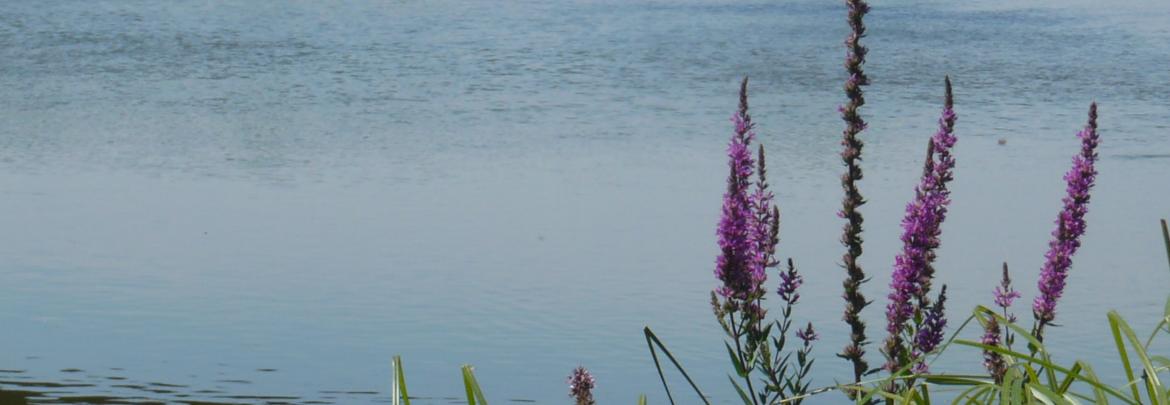 Biodiversité en bords de Loire